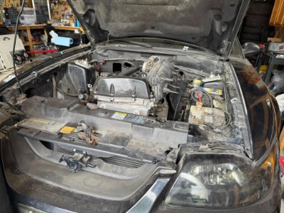 Mustang 2.jpg
